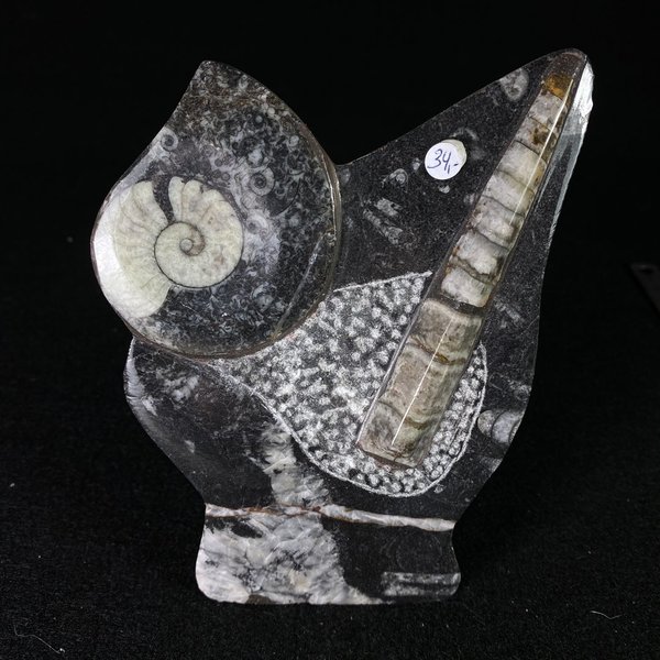 Ammonit/Orthocera